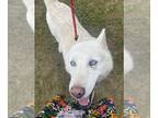 Mix DOG FOR ADOPTION RGADN-1099222 - Arctic (Sponsored!) - Husky (medium coat)