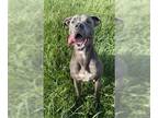 Mastiff-Staffordshire Bull Terrier Mix DOG FOR ADOPTION RGADN-1099239 - EVA -