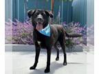 Labrador Retriever DOG FOR ADOPTION RGADN-1099258 - Tessa - Labrador Retriever
