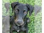 Plott Hound-Pointer Mix DOG FOR ADOPTION RGADN-1099317 - Blackberry - Adopt Me!