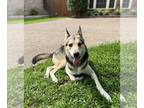 German Shepherd Dog-Huskies Mix DOG FOR ADOPTION RGADN-1099457 - Baloo - German