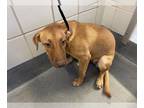 Labrador Retriever Mix DOG FOR ADOPTION RGADN-1099490 - SUKI - Labrador