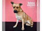 Black Mouth Cur Mix DOG FOR ADOPTION RGADN-1099514 - SELENA - Black Mouth Cur /