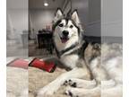 Border Collie-Huskies Mix DOG FOR ADOPTION RGADN-1099544 - Misty - Border Collie