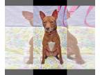 Pharaoh Hound-Rat Terrier Mix DOG FOR ADOPTION RGADN-1099567 - Jedi - Pharaoh