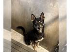 German Shepherd Dog-Siberian Husky Mix DOG FOR ADOPTION RGADN-1099591 - DALTON -