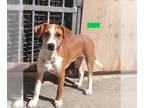 Boxer Mix DOG FOR ADOPTION RGADN-1099636 - Cody - Boxer / Mixed (short coat) Dog