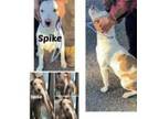 Adopt SPIKE a Pit Bull Terrier
