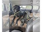 Great Dane DOG FOR ADOPTION RGADN-1099658 - Goliath / Baby - Great Dane Dog For