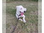 American Pit Bull Terrier-Dalmatian Mix DOG FOR ADOPTION RGADN-1099761 - Molly-
