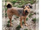 Airedale Terrier Mix DOG FOR ADOPTION RGADN-1099774 - Daisy - Airedale Terrier /