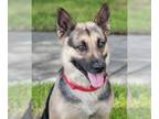 German Shepherd Dog Mix DOG FOR ADOPTION RGADN-1099887 - Nena - German Shepherd