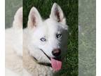 Siberian Husky Mix DOG FOR ADOPTION RGADN-1100011 - Blanco - Siberian Husky /