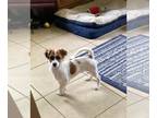 Papshund DOG FOR ADOPTION RGADN-1100025 - Fleur - Papillon / Dachshund / Mixed