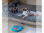 Papshund DOG FOR ADOPTION RGADN-1100026 - Hermione - Papillon / Dachshund /