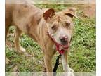 Catahoula Leopard Dog Mix DOG FOR ADOPTION RGADN-1100029 - TINKER - Catahoula