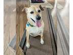 Labrador Retriever Mix DOG FOR ADOPTION RGADN-1100049 - Gretchen - Labrador