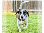 Basset Hound DOG FOR ADOPTION RGADN-1100078 - Beau - Basset Hound / German