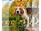 Beagle DOG FOR ADOPTION RGADN-1100324 - Hershel - Beagle Dog For Adoption
