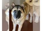 Akita DOG FOR ADOPTION RGADN-1100475 - Nahla - Akita (medium coat) Dog For