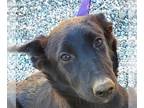 Border Collie Mix DOG FOR ADOPTION RGADN-1100477 - Meg March - Foster or Adopt