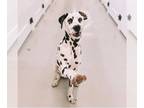 Dalmatian DOG FOR ADOPTION RGADN-1100478 - Z COURTESY LISTING: LUKE - Dalmatian