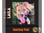 American Staffordshire Terrier Mix DOG FOR ADOPTION RGADN-1100572 - LAILA #2 -