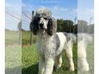 Poodle (Standard) DOG FOR ADOPTION RGADN-1100574 - Beethoven OH Jul 23 - Poodle