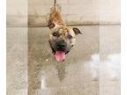 American Pit Bull Terrier DOG FOR ADOPTION RGADN-1100640 - Tater - Pit Bull