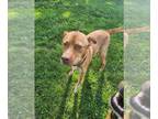 American Pit Bull Terrier Mix DOG FOR ADOPTION RGADN-1100659 - Colby - Pit Bull