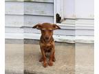 Beagle Mix DOG FOR ADOPTION RGADN-1100660 - Scream : Loomis - Beagle / Mixed Dog