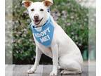 Labrador Retriever Mix DOG FOR ADOPTION RGADN-1100827 - Billy - Labrador