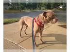 American Pit Bull Terrier Mix DOG FOR ADOPTION RGADN-1100850 - Slim Jim - Pit