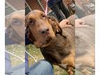 Bloodhound DOG FOR ADOPTION RGADN-1101016 - Betty - Bloodhound Dog For Adoption
