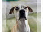 Great Dane-Labrador Retriever Mix DOG FOR ADOPTION RGADN-1101074 - Blondie LOWER