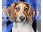 Beagle DOG FOR ADOPTION RGADN-1101163 - Jolene Beagle - Beagle (short coat) Dog