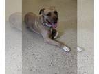 American Pit Bull Terrier Mix DOG FOR ADOPTION RGADN-1101265 - Bruno - Pit Bull