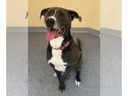American Pit Bull Terrier-Great Dane Mix DOG FOR ADOPTION RGADN-1101291 - Cletus