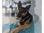 German Shepherd Dog Mix DOG FOR ADOPTION RGADN-1101368 - Bunnie - German