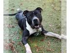 American Pit Bull Terrier DOG FOR ADOPTION RGADN-1101471 - ANCHOR - American Pit