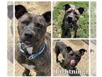 American Staffordshire Terrier DOG FOR ADOPTION RGADN-1101531 - Lightning -