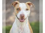 American Pit Bull Terrier Mix DOG FOR ADOPTION RGADN-1101554 - NATASHA - Pit