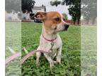 Dachshund-Jack Russell Terrier Mix DOG FOR ADOPTION RGADN-1101706 - Timon -