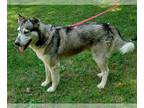 Mix DOG FOR ADOPTION RGADN-1101905 - Eagan - Husky (medium coat) Dog For