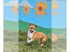Boxer Mix DOG FOR ADOPTION RGADN-1101959 - Butchey - Hound / Boxer / Mixed