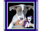 American Pit Bull Terrier Mix DOG FOR ADOPTION RGADN-1102006 - Rarity - Pit Bull