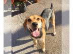 Beagle Mix DOG FOR ADOPTION RGADN-1102017 - Bella - Beagle / Mixed Dog For