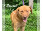 Labrador Retriever Mix DOG FOR ADOPTION RGADN-1102053 - Harvard - Labrador