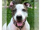 American Pit Bull Terrier Mix DOG FOR ADOPTION RGADN-1102064 - Swanson -