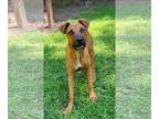 Black Mouth Cur-Boxer Mix DOG FOR ADOPTION RGADN-1102069 - Lana - Boxer / Black